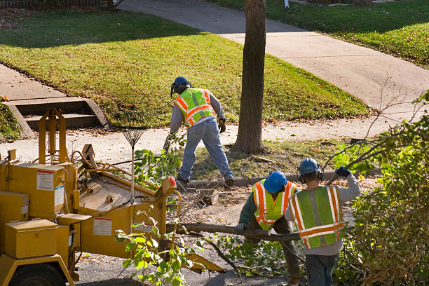 How Our Tree Care Process Works  in  Hurricane, UT